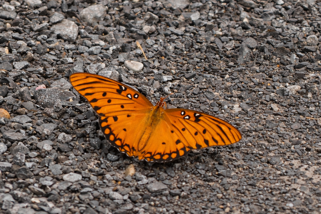 vibrant gulf fritillary butterfly in detail