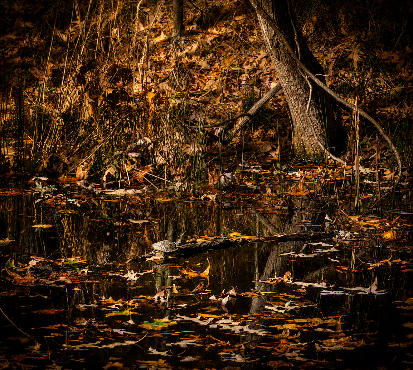 IV Creates Nature Photography