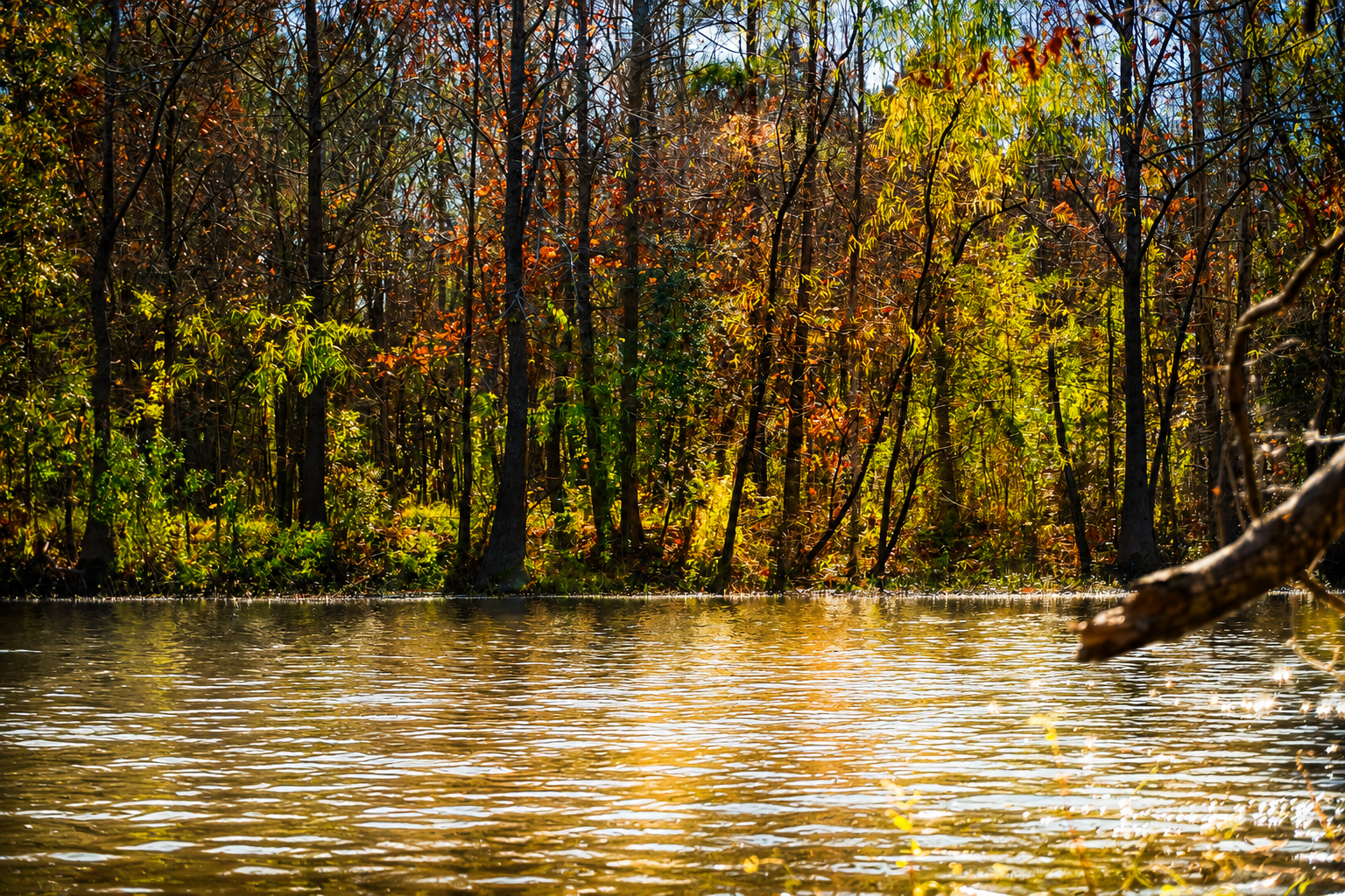 IV Creates Nature Photography