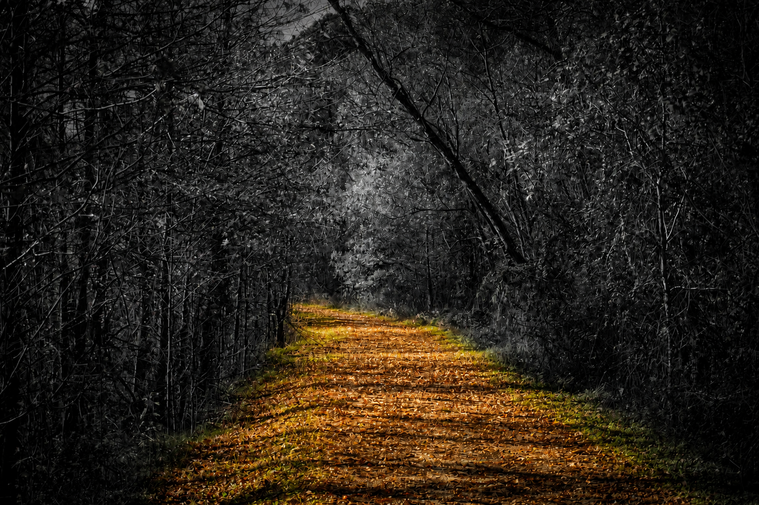 IV Creates nature artwork