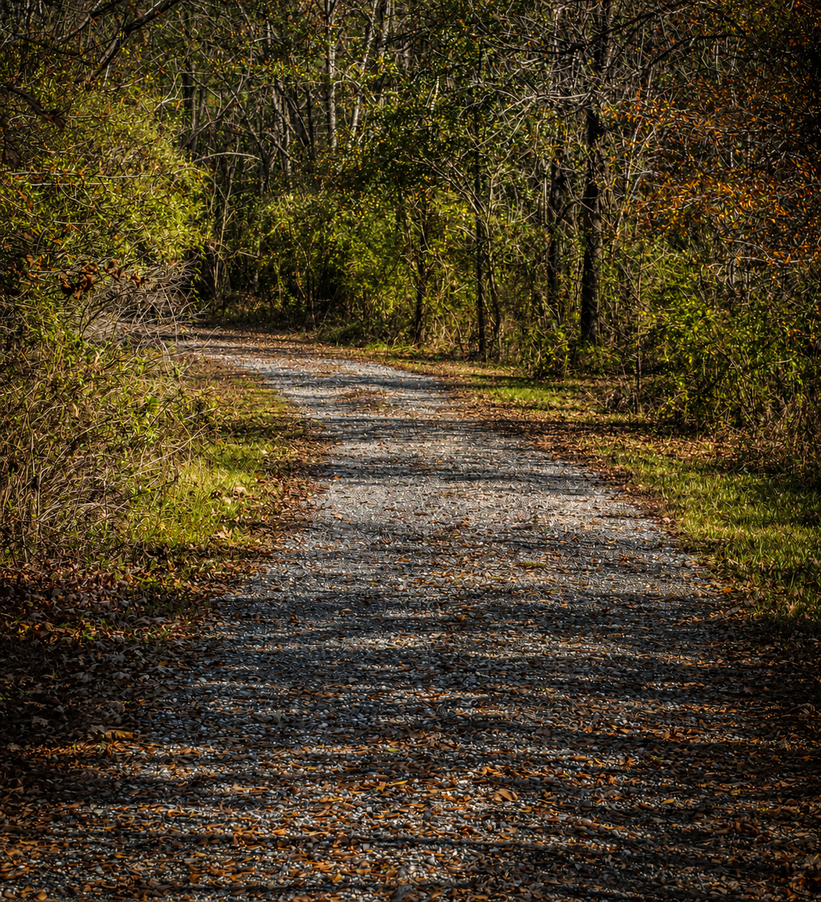 IV Creates Nature Photography
