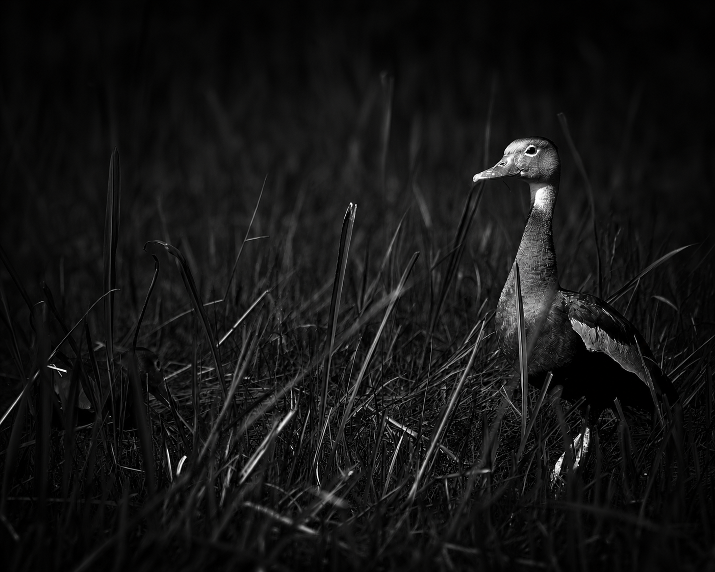 IV Creates Nature Photography